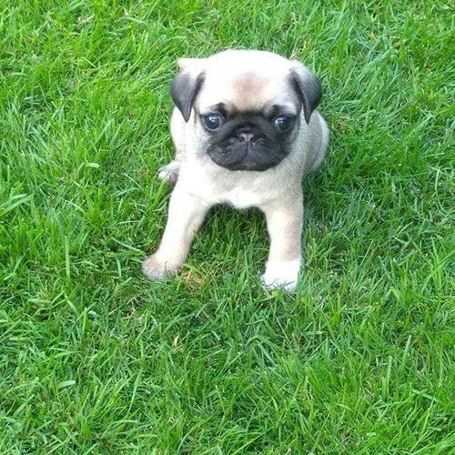 Pug Carlino Pequeño Excelente Genetica Hembra Disponible