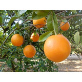 Naranja Valencia Arbol Injerto Grande 1.6 M Muy Bonito