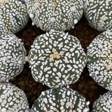 Semillas Cactus Exoticos  Variedad Astrophytum Asterias Mix