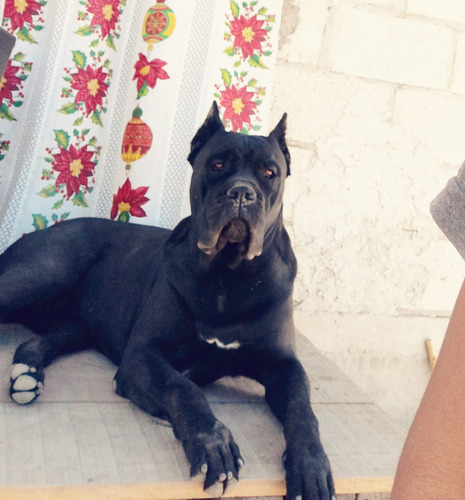 Cachorros Cane Corso