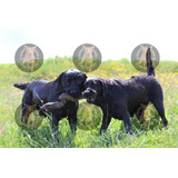 Cachorros Labrador Negro Criadero Rural, Trayectoria