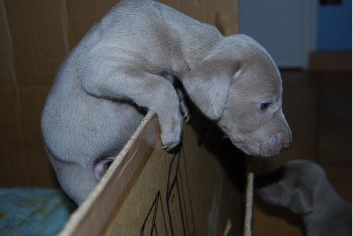 Estupendoweimaraner Elegancia Y Distinción