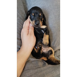 Cachorros Duchshund Mini (teckel,salchicha)rm