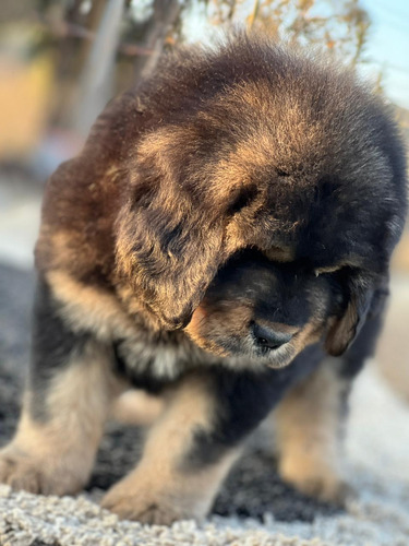 Cachorros Mastín Tibetano Línea China. Inscritos.