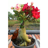 Kit 3 Rosa Del Desierto Adenium Tricolores