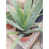 Planta Aloe Vera Barbadensis Miller Medicinal Y Consumo