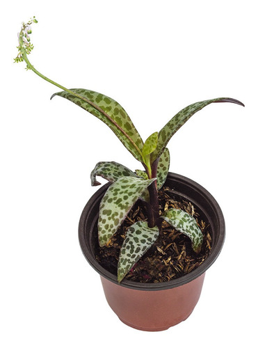 Planta Leopard Lily (scilla Violacea) En Maceta