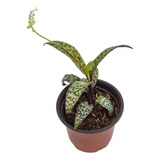 Planta Leopard Lily (scilla Violacea) En Maceta