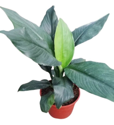 Planta Spathiphyllum Sensation Hoja Grande