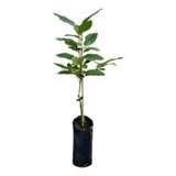 Arbol De Palta-1mt E.gratiscaba-gba -vivero Habx.senasa