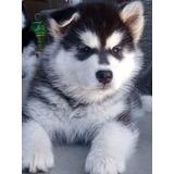 Cachorros Alaska Malamute