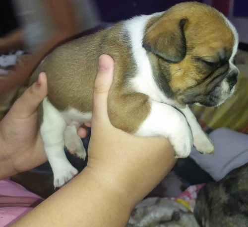 Bulldog Francés Fawn 