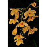 Orquídea  Dendrobium Mostachum 
