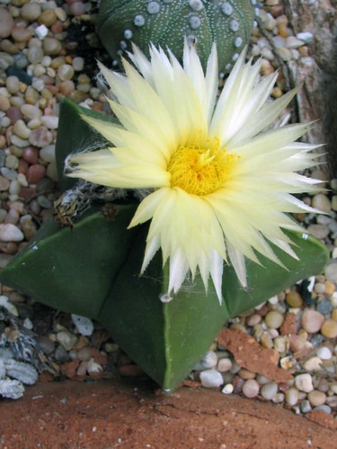 Astrophytum Myriostigma Cactus Suculenta Raro Rxótico Colecc