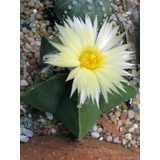 Astrophytum Myriostigma Cactus Suculenta Raro Rxótico Colecc