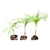 Palmera Açai Asai Euterpe Oleracea 60 Cm 3 Años Envios