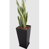 Combo De Planta Sansevieria +  Maceta Piramidal Fibrocemento