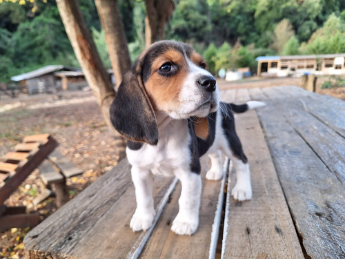 Beagles Tricolor Disponibles 