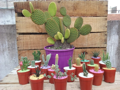Mini Cactus Y Suculentas Ideal Souvenir O Regalo Por 10 Unid