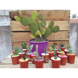 Mini Cactus Y Suculentas Ideal Souvenir O Regalo Por 10 Unid