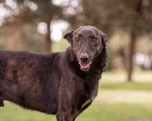 Perro Macho Mestizo Galgo En Adopción Responsable (leer Desc