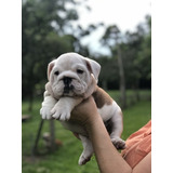 Cachorros Bulldog Ingles Perros En Venta Tumaco Mascotas