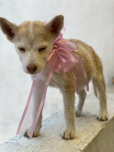 Cachorros Huskys 