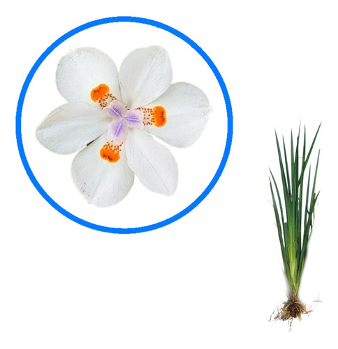 Moréia Branca ( Dietes Iridióides ) - 10 Mudas