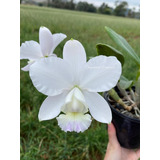 Orquídea Cattleya Dolosa Albenscens (meristema)