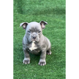 American Bully