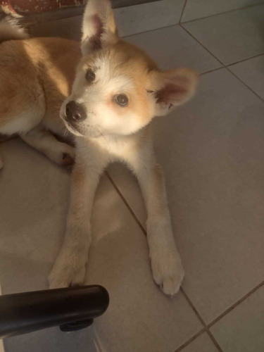 Akita Inu A Pronta Entrega 