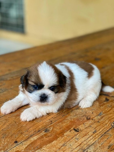 Cachorros Shih Tzu Perros En Venta Shitzu Valledupar Pets