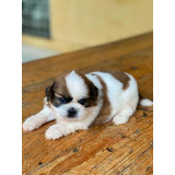 Cachorros Shih Tzu Perros En Venta Shitzu Valledupar Pets