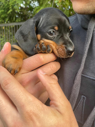 Maravillosos Cachorros Dachshund Salchicha Miniatura