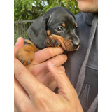 Maravillosos Cachorros Dachshund Salchicha Miniatura