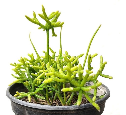 Cactus Pequeño Rhipsalis Cereuscula Lemon Suculenta Palito