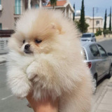 Macho De Lulu Da Pomeranian Peludos