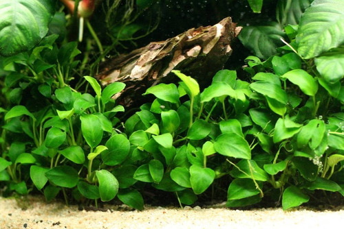 Planta Natural Para Acuario Anubia Nana Petite