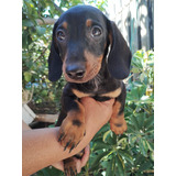 Cachorro Salchicha Dachshund