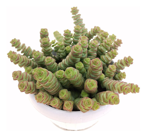 Muda Suculenta Crassula Rupestris Marnieriana - Minhoquinha