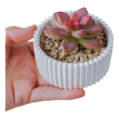 40 Macetas Ondulada Mini \u002F Velas Centros De Mesa Recuerdos | Envío gratis