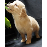 Cachorros Golden Retriever Perros En Venta En Buenaventura