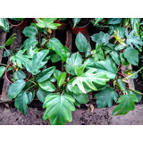 Philodendron Elegans - Filodendro Planta De Interior 