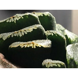 Semillas De Suculenta Haworthia Truncata