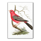 Cuadro Decorativo Canvas 100x140cm Pajaro Rojo Sobre Rama