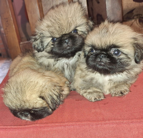 Vendo Cachorros Pekines De Raza Pura Con Pedigree.