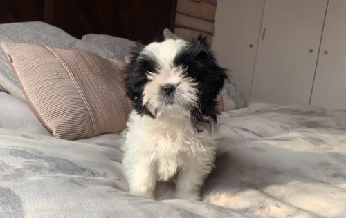 Maravillosos Cachorros Shih Tzu Pequeñitos, Las Condes