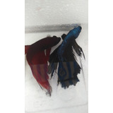 Peixe Betta Macho Azul 6cm