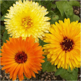 Semillas De Calendula Alta Organicas Ideal Huerta Jardin