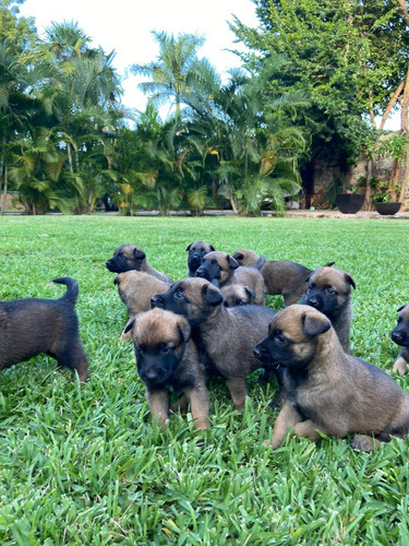 Cachorros Pastor Belga Malinois